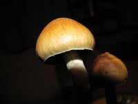 IMG_0811.JPG