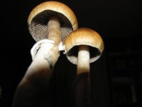 IMG_0816.JPG