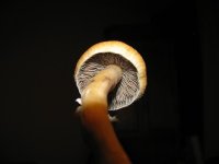 IMG_0824.JPG