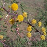 Acacia_constricta_close.jpg