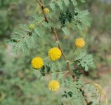 acacia_constricta_infl.jpg