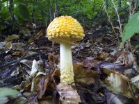 amanitas+(4+of+10).jpg