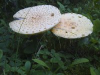 amanitas+A+(1+of+10).jpg