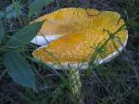 amanitas+A+(4+of+10).jpg
