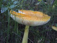 amanitas+A+(8+of+10).jpg