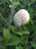 amanitas+(2+of+10).jpg