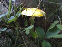 amanitas+A+(10+of+10).jpg