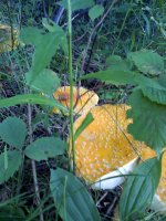 amanitas+A+(6+of+10).jpg