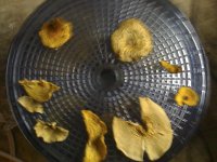 amanitas+(6+of+10).jpg