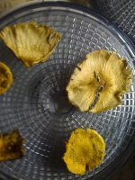 amanitas+(10+of+10).jpg