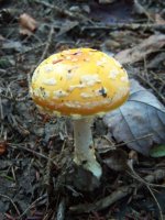 100_0237.jpg