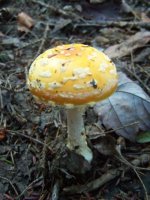 100_0237+(1).jpg