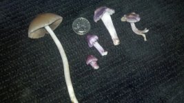 Inocybe_2011-10-29.jpg