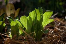 TN_Garden_Oct31_10-5.jpg
