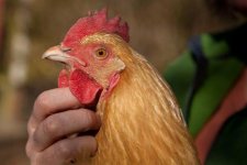 Chickens480-9068.jpg