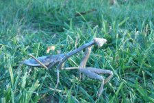 mantis.jpg