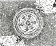 cell-theory.jpg