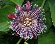 Passiflora_quadrangularis_(1).jpg