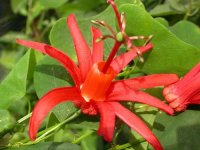 Passiflora_murucuja.jpg