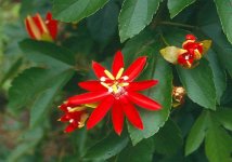 Passiflora_coccinea.jpg