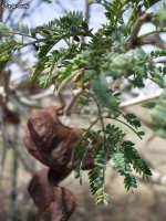 Fabaceae-Faidherbia-albida-Acacia-albida-Faidherbia-Cad-Gao.jpg