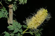 acacia_albida+flowers.jpg