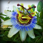 passiflora-caerulea+variety-4675.jpg