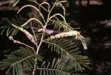 acacia_polyacantha_subsp_campylacantha_reference.jpg