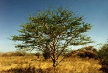 acacia+sengal+(gumarabic+tree).jpg
