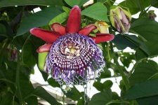 Passiflora+alata.jpg