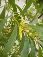 acacia_spirorbis+(New+Caledonia).jpg