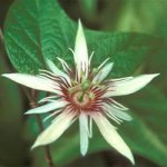 Passiflora_rubra_2.jpg