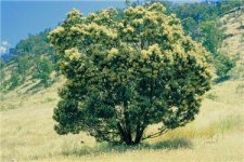 Acacia+mearnsii+tree.jpg