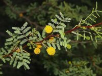 acacia+constricta_3.jpg
