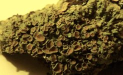 Lichen1.jpg