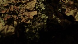 Lichen2.jpg
