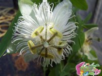 Passiflora+eichleriana.jpg