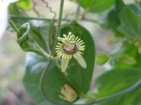 passiflora+suberosa.jpg