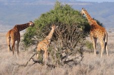 giraffes-eating-acacia_.jpg