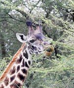 giraffe-eating-acacia-tree-2.jpg