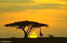 acacia+giraffe+sunset.jpg