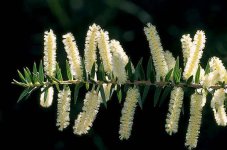 Acacia_oxycedrus-1.jpg