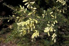 a+oxycedrus+-+spike+wattle+2.jpg