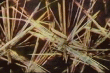 491269130--_LSD_Crystals.gif