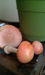 IMAG0812.jpg