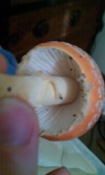 IMAG0814.jpg