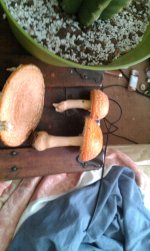 IMAG0811.jpg