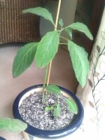 IMAG0655_resize.jpg