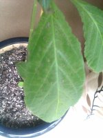 IMAG0656_resize.jpg
