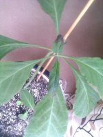 IMAG0657_resize.jpg